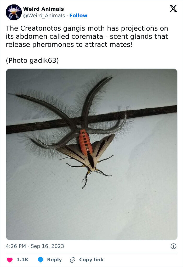 105 Fantastical Animals You Probably Won’t Believe Exist (New Pics) 105 Fantastical Animals You Probably Won’t Believe Exist (New Pics)