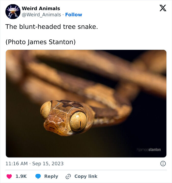 105 Fantastical Animals You Probably Won’t Believe Exist (New Pics) 105 Fantastical Animals You Probably Won’t Believe Exist (New Pics)