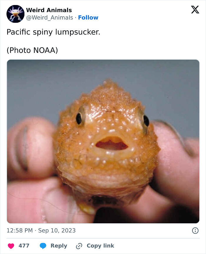 105 Fantastical Animals You Probably Won’t Believe Exist (New Pics) 105 Fantastical Animals You Probably Won’t Believe Exist (New Pics)