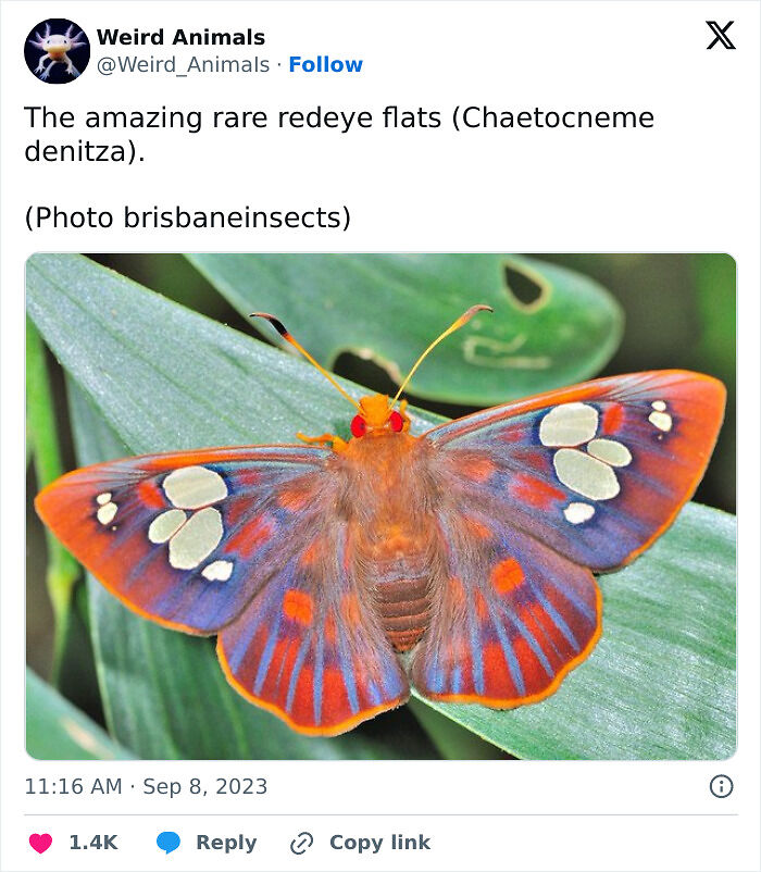 105 Fantastical Animals You Probably Won’t Believe Exist (New Pics) 105 Fantastical Animals You Probably Won’t Believe Exist (New Pics)