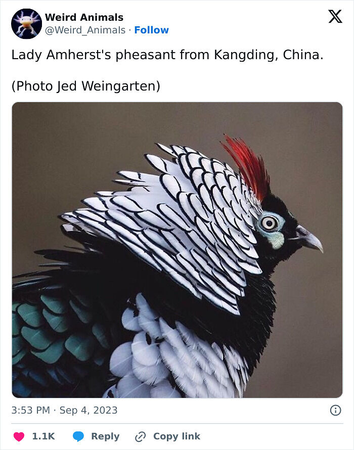 105 Fantastical Animals You Probably Won’t Believe Exist (New Pics) 105 Fantastical Animals You Probably Won’t Believe Exist (New Pics)