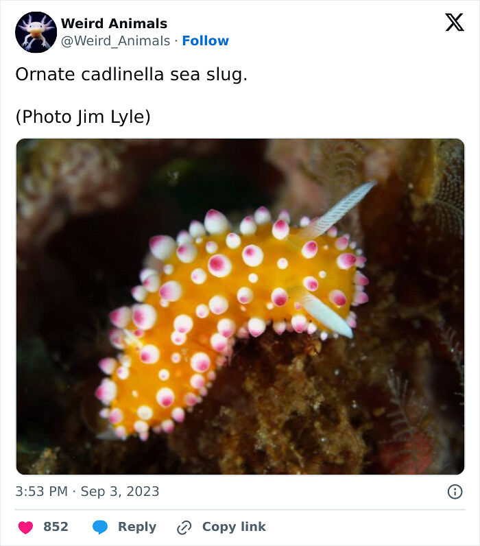 105 Fantastical Animals You Probably Won’t Believe Exist (New Pics) 105 Fantastical Animals You Probably Won’t Believe Exist (New Pics)