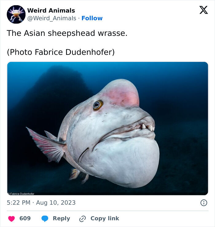 105 Fantastical Animals You Probably Won’t Believe Exist (New Pics) 105 Fantastical Animals You Probably Won’t Believe Exist (New Pics)