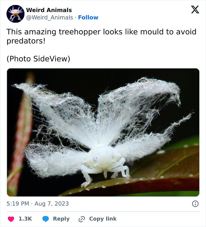 105 Fantastical Animals You Probably Won’t Believe Exist (New Pics) 105 Fantastical Animals You Probably Won’t Believe Exist (New Pics)