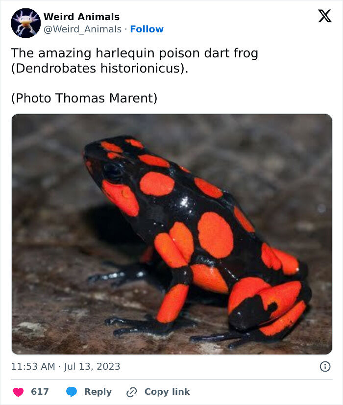 105 Fantastical Animals You Probably Won’t Believe Exist (New Pics) 105 Fantastical Animals You Probably Won’t Believe Exist (New Pics)