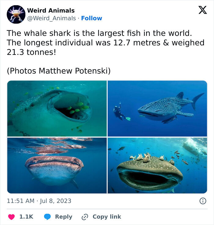 105 Fantastical Animals You Probably Won’t Believe Exist (New Pics) 105 Fantastical Animals You Probably Won’t Believe Exist (New Pics)