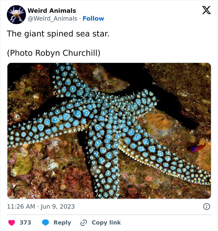 105 Fantastical Animals You Probably Won’t Believe Exist (New Pics) 105 Fantastical Animals You Probably Won’t Believe Exist (New Pics)