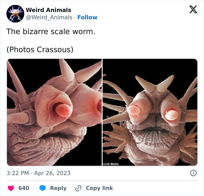 105 Fantastical Animals You Probably Won’t Believe Exist (New Pics) 105 Fantastical Animals You Probably Won’t Believe Exist (New Pics)