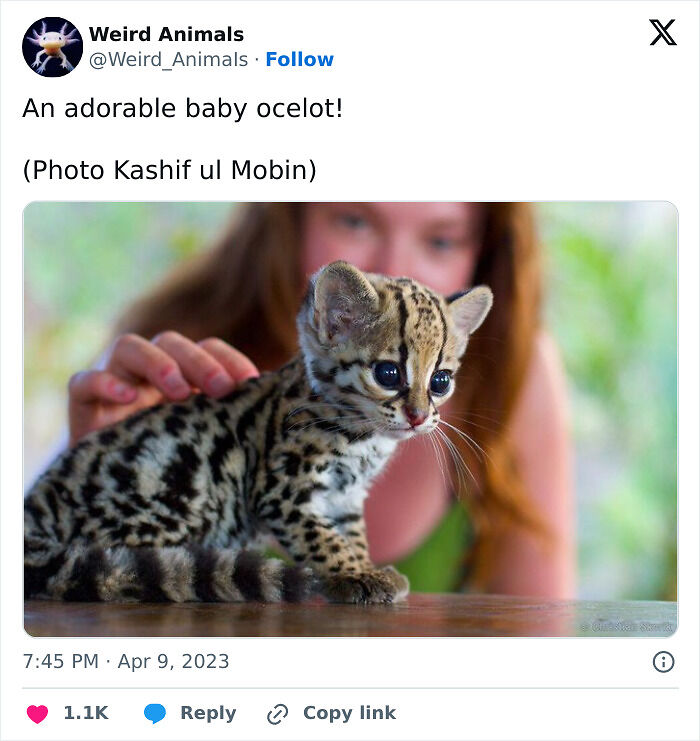 105 Fantastical Animals You Probably Won’t Believe Exist (New Pics) 105 Fantastical Animals You Probably Won’t Believe Exist (New Pics)