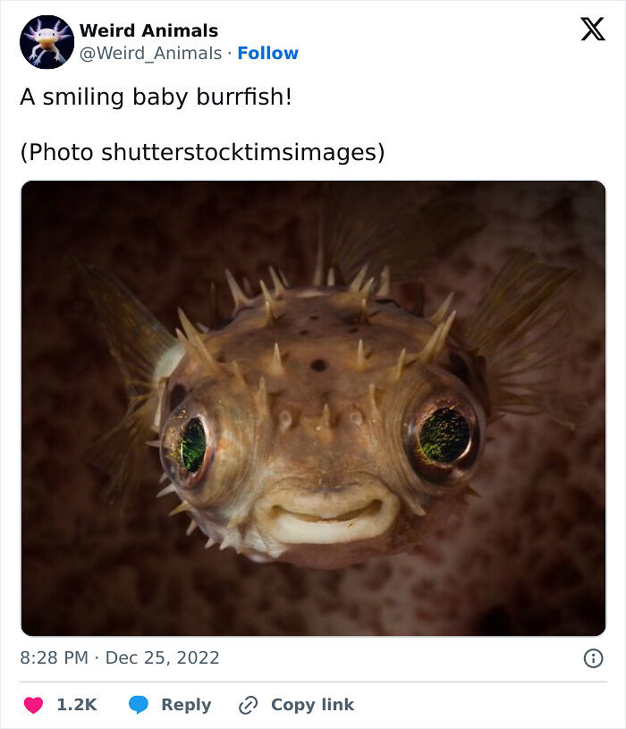 105 Fantastical Animals You Probably Won’t Believe Exist (New Pics) 105 Fantastical Animals You Probably Won’t Believe Exist (New Pics)