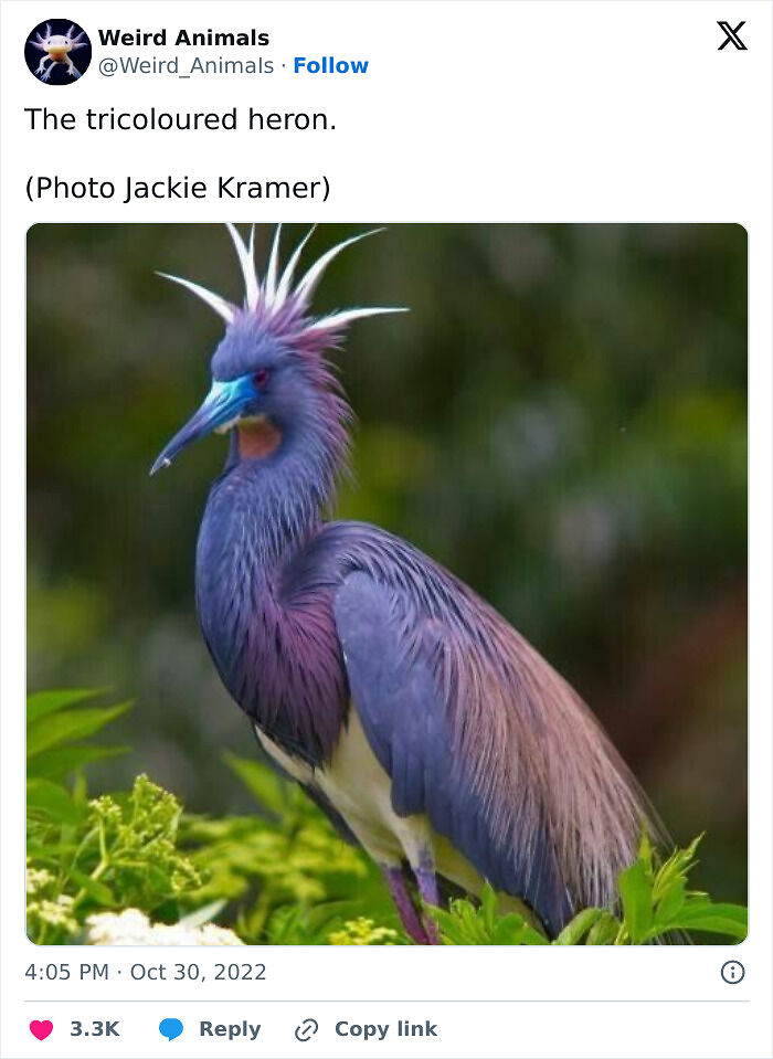 105 Fantastical Animals You Probably Won’t Believe Exist (New Pics) 105 Fantastical Animals You Probably Won’t Believe Exist (New Pics)