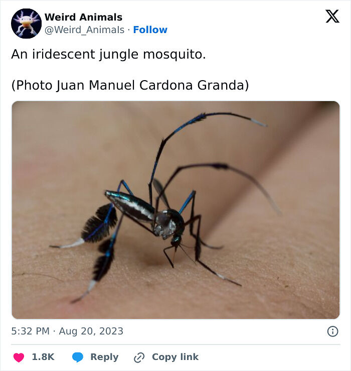 105 Fantastical Animals You Probably Won’t Believe Exist (New Pics) 105 Fantastical Animals You Probably Won’t Believe Exist (New Pics)