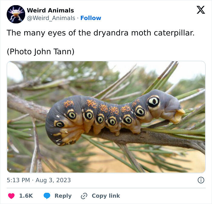 105 Fantastical Animals You Probably Won’t Believe Exist (New Pics) 105 Fantastical Animals You Probably Won’t Believe Exist (New Pics)