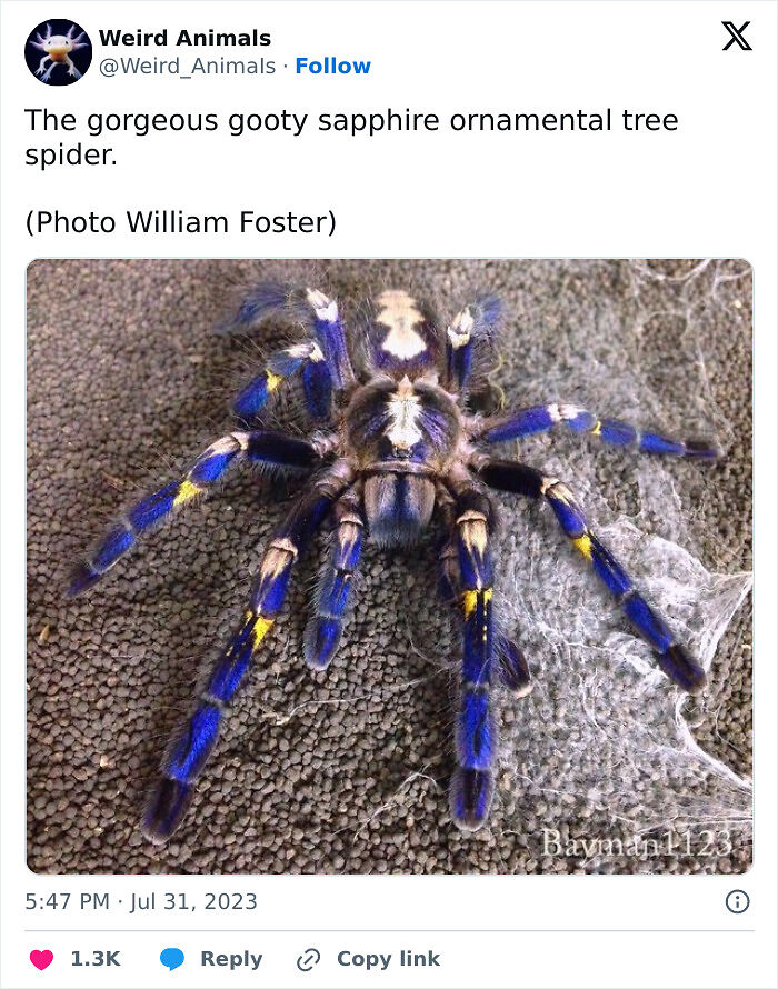 105 Fantastical Animals You Probably Won’t Believe Exist (New Pics) 105 Fantastical Animals You Probably Won’t Believe Exist (New Pics)