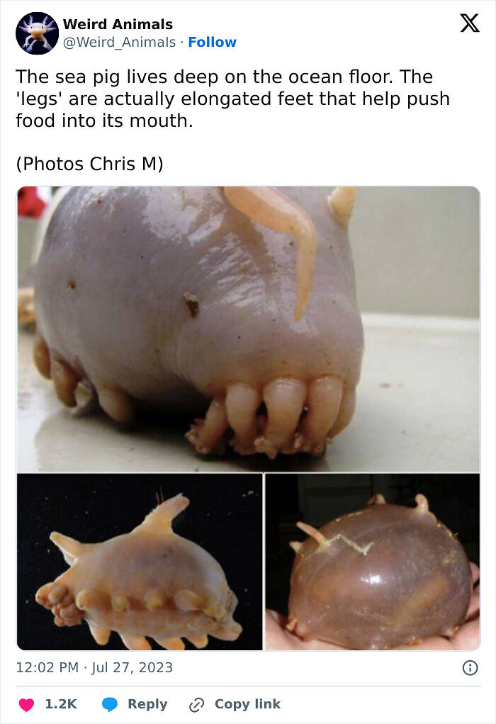 105 Fantastical Animals You Probably Won’t Believe Exist (New Pics) 105 Fantastical Animals You Probably Won’t Believe Exist (New Pics)