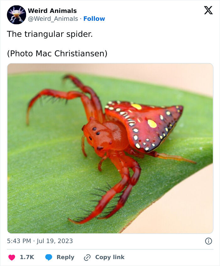 105 Fantastical Animals You Probably Won’t Believe Exist (New Pics) 105 Fantastical Animals You Probably Won’t Believe Exist (New Pics)