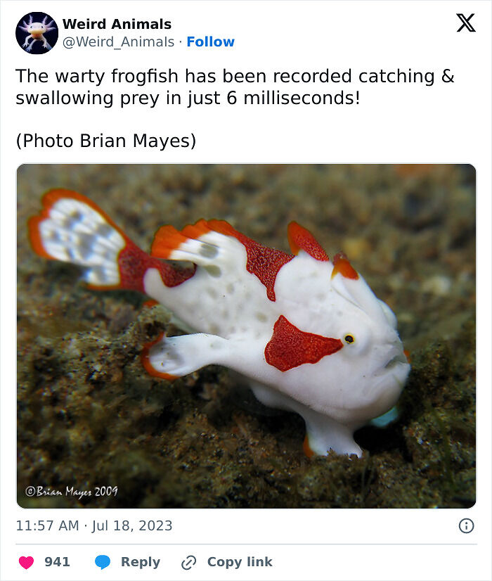 105 Fantastical Animals You Probably Won’t Believe Exist (New Pics) 105 Fantastical Animals You Probably Won’t Believe Exist (New Pics)