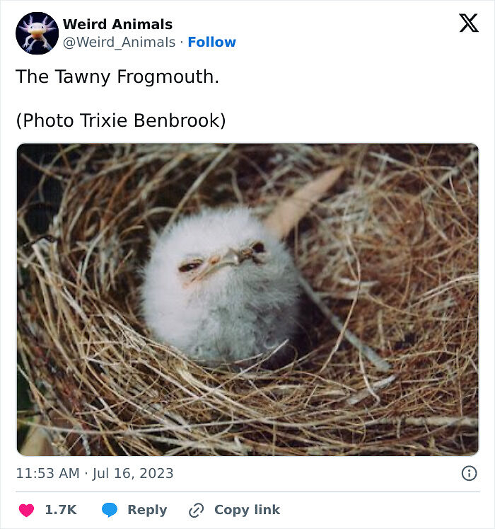 105 Fantastical Animals You Probably Won’t Believe Exist (New Pics) 105 Fantastical Animals You Probably Won’t Believe Exist (New Pics)