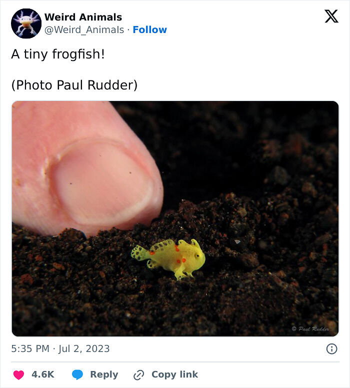 105 Fantastical Animals You Probably Won’t Believe Exist (New Pics) 105 Fantastical Animals You Probably Won’t Believe Exist (New Pics)