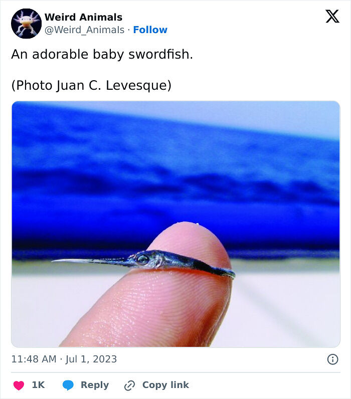 105 Fantastical Animals You Probably Won’t Believe Exist (New Pics) 105 Fantastical Animals You Probably Won’t Believe Exist (New Pics)