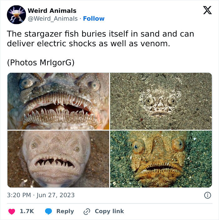 105 Fantastical Animals You Probably Won’t Believe Exist (New Pics) 105 Fantastical Animals You Probably Won’t Believe Exist (New Pics)