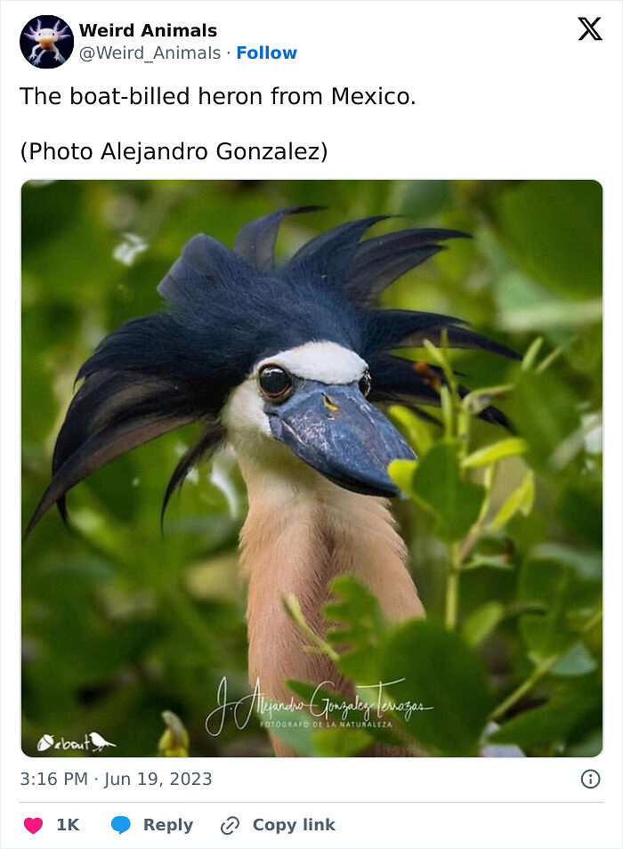 105 Fantastical Animals You Probably Won’t Believe Exist (New Pics) 105 Fantastical Animals You Probably Won’t Believe Exist (New Pics)