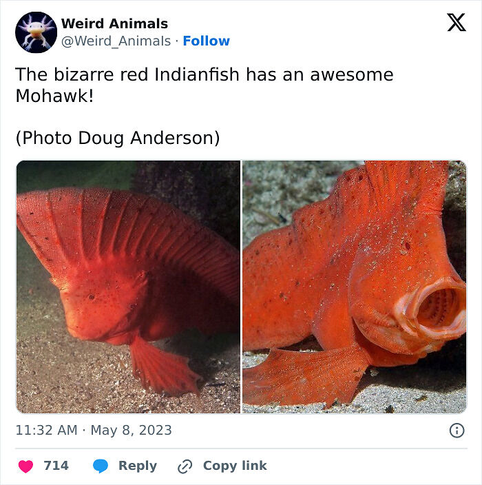 105 Fantastical Animals You Probably Won’t Believe Exist (New Pics) 105 Fantastical Animals You Probably Won’t Believe Exist (New Pics)