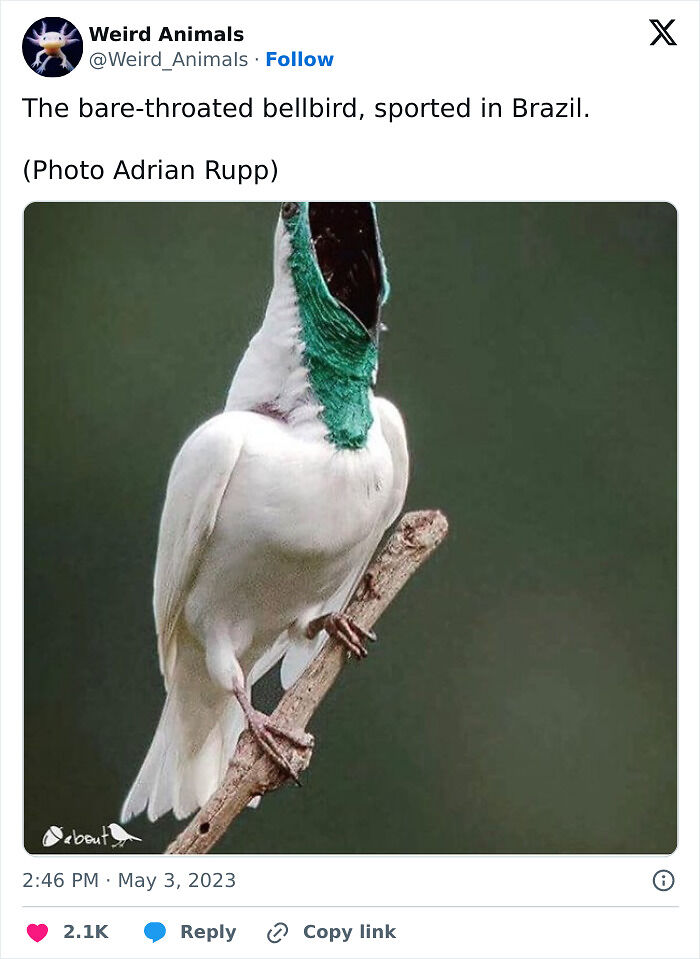 105 Fantastical Animals You Probably Won’t Believe Exist (New Pics) 105 Fantastical Animals You Probably Won’t Believe Exist (New Pics)