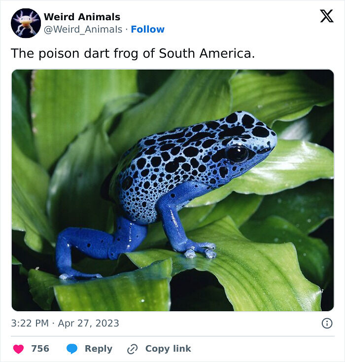 105 Fantastical Animals You Probably Won’t Believe Exist (New Pics) 105 Fantastical Animals You Probably Won’t Believe Exist (New Pics)
