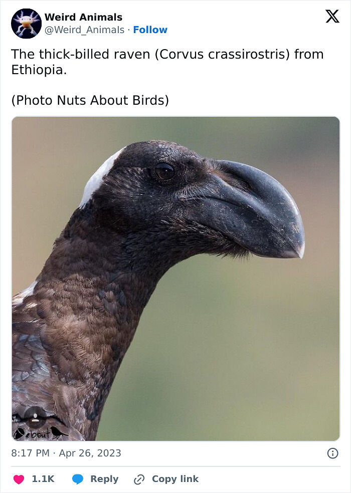 105 Fantastical Animals You Probably Won’t Believe Exist (New Pics) 105 Fantastical Animals You Probably Won’t Believe Exist (New Pics)