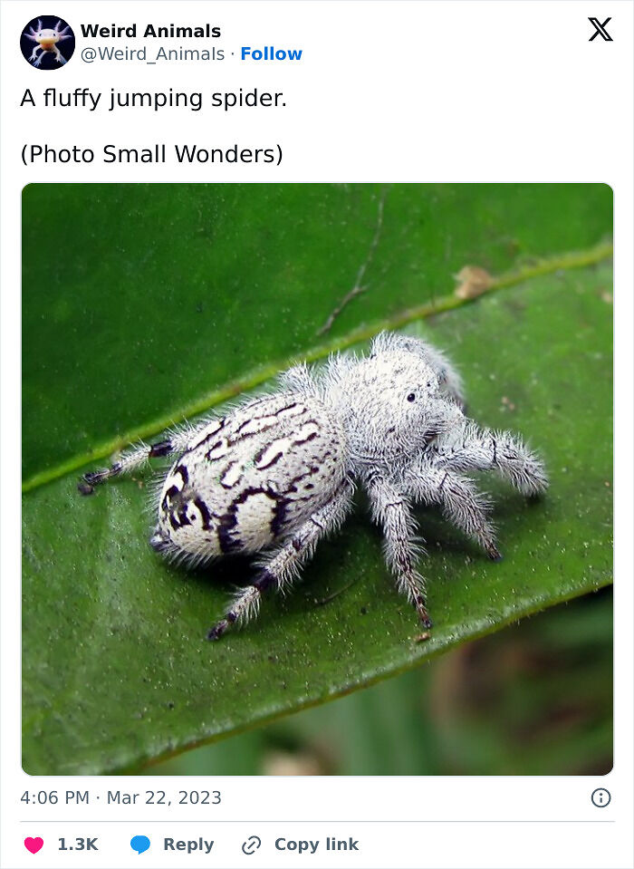105 Fantastical Animals You Probably Won’t Believe Exist (New Pics) 105 Fantastical Animals You Probably Won’t Believe Exist (New Pics)