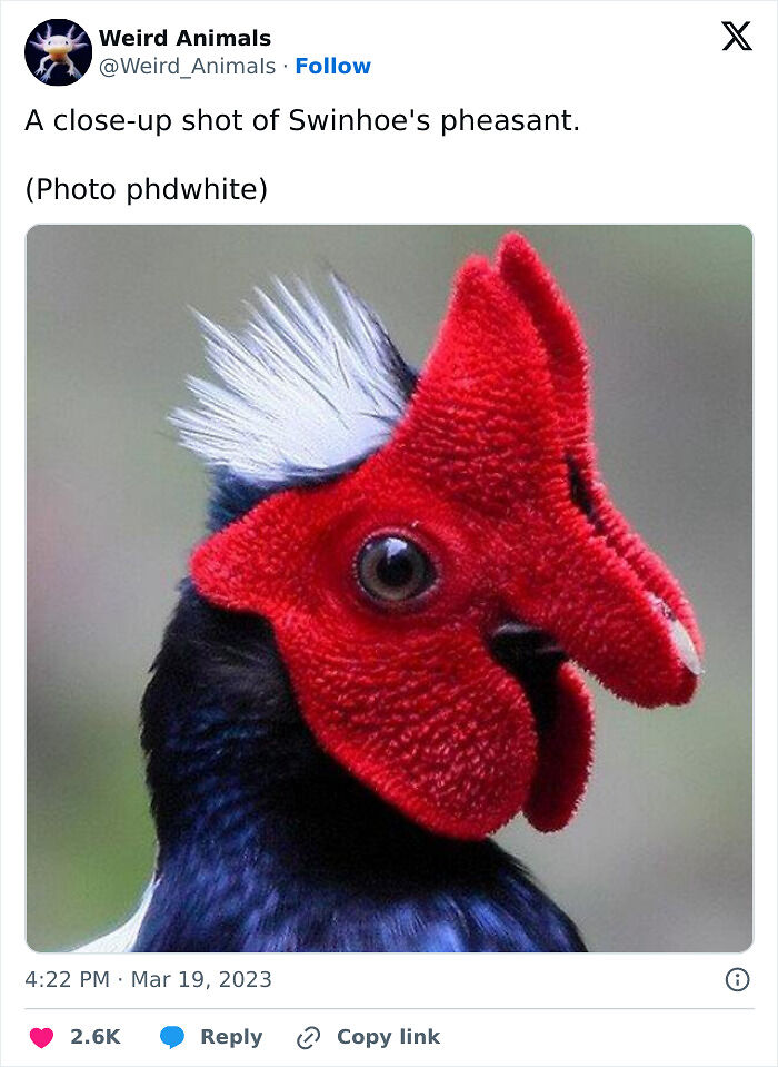 105 Fantastical Animals You Probably Won’t Believe Exist (New Pics) 105 Fantastical Animals You Probably Won’t Believe Exist (New Pics)