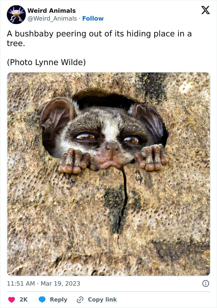 105 Fantastical Animals You Probably Won’t Believe Exist (New Pics) 105 Fantastical Animals You Probably Won’t Believe Exist (New Pics)