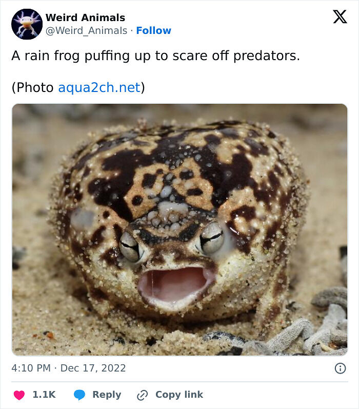 105 Fantastical Animals You Probably Won’t Believe Exist (New Pics) 105 Fantastical Animals You Probably Won’t Believe Exist (New Pics)
