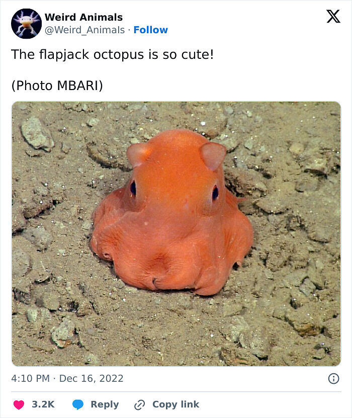 105 Fantastical Animals You Probably Won’t Believe Exist (New Pics) 105 Fantastical Animals You Probably Won’t Believe Exist (New Pics)