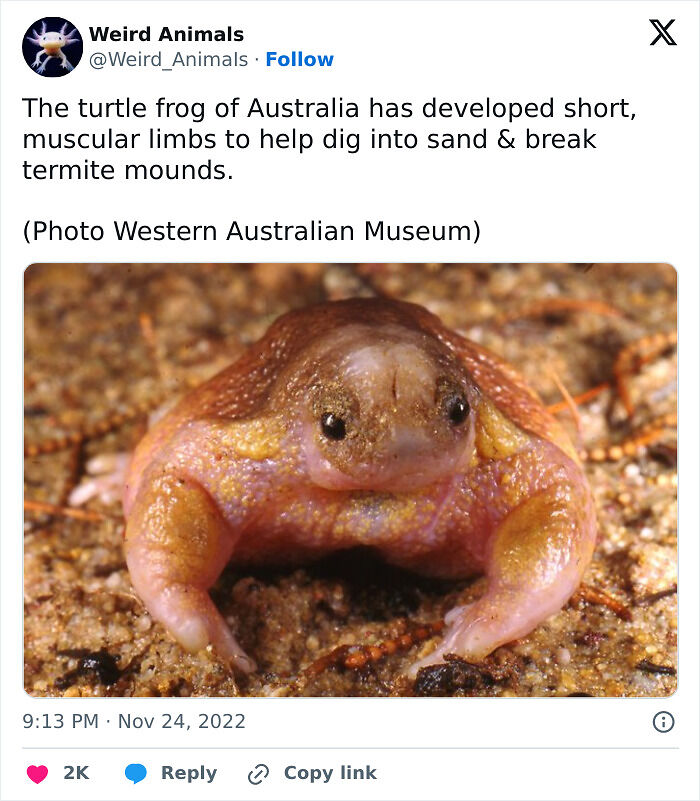 105 Fantastical Animals You Probably Won’t Believe Exist (New Pics) 105 Fantastical Animals You Probably Won’t Believe Exist (New Pics)