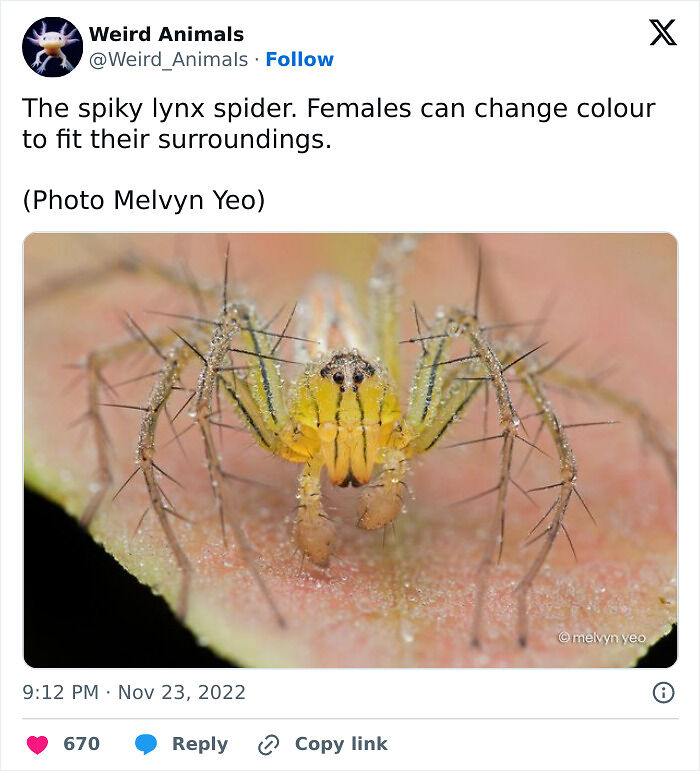105 Fantastical Animals You Probably Won’t Believe Exist (New Pics) 105 Fantastical Animals You Probably Won’t Believe Exist (New Pics)