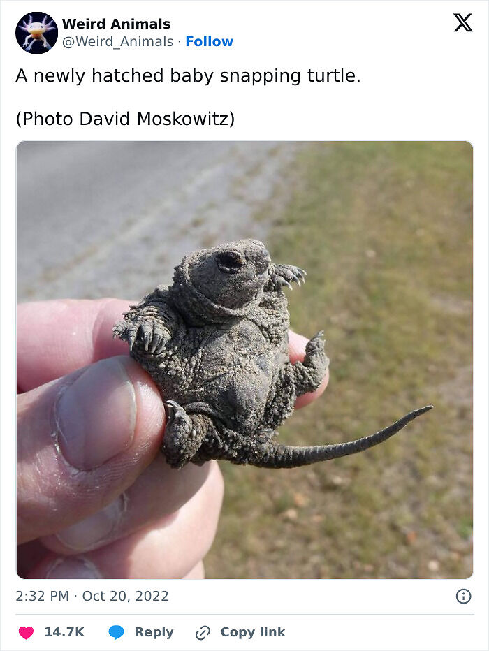 105 Fantastical Animals You Probably Won’t Believe Exist (New Pics) 105 Fantastical Animals You Probably Won’t Believe Exist (New Pics)