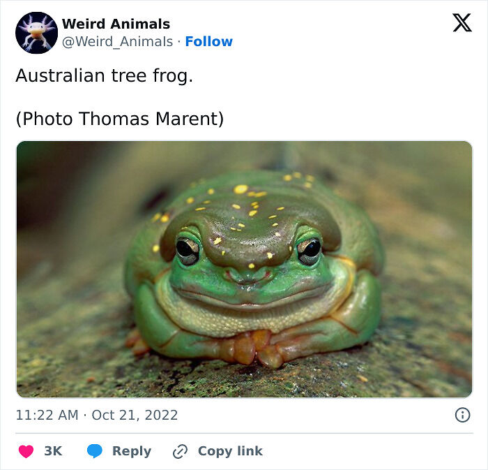 105 Fantastical Animals You Probably Won’t Believe Exist (New Pics) 105 Fantastical Animals You Probably Won’t Believe Exist (New Pics)
