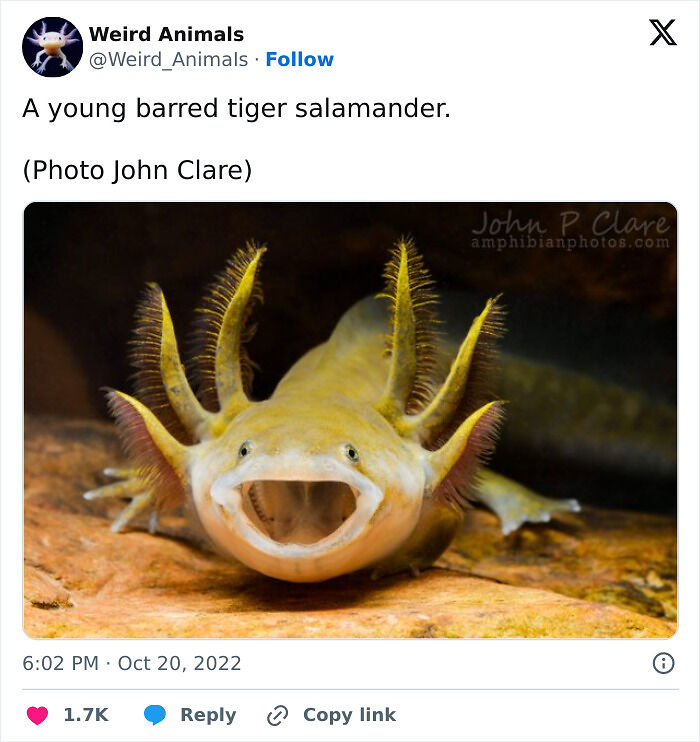 105 Fantastical Animals You Probably Won’t Believe Exist (New Pics) 105 Fantastical Animals You Probably Won’t Believe Exist (New Pics)