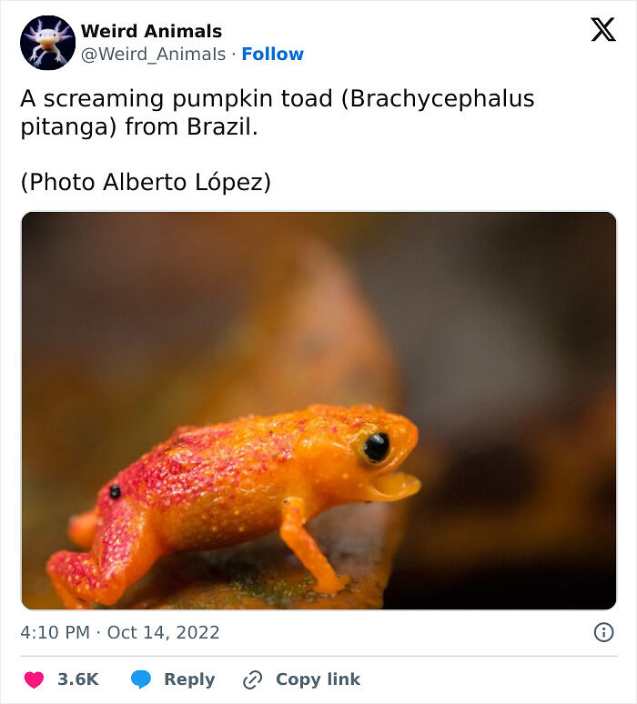 105 Fantastical Animals You Probably Won’t Believe Exist (New Pics) 105 Fantastical Animals You Probably Won’t Believe Exist (New Pics)