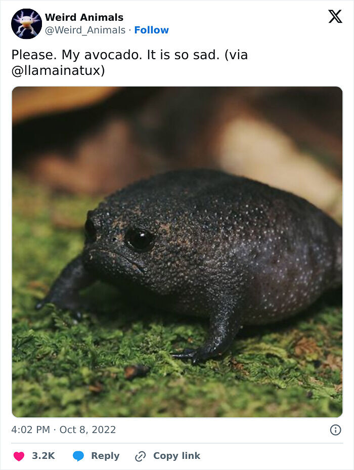 105 Fantastical Animals You Probably Won’t Believe Exist (New Pics) 105 Fantastical Animals You Probably Won’t Believe Exist (New Pics)