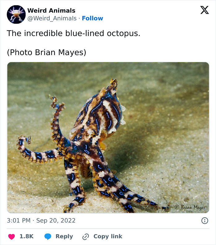 105 Fantastical Animals You Probably Won’t Believe Exist (New Pics) 105 Fantastical Animals You Probably Won’t Believe Exist (New Pics)