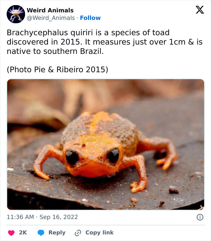 105 Fantastical Animals You Probably Won’t Believe Exist (New Pics) 105 Fantastical Animals You Probably Won’t Believe Exist (New Pics)
