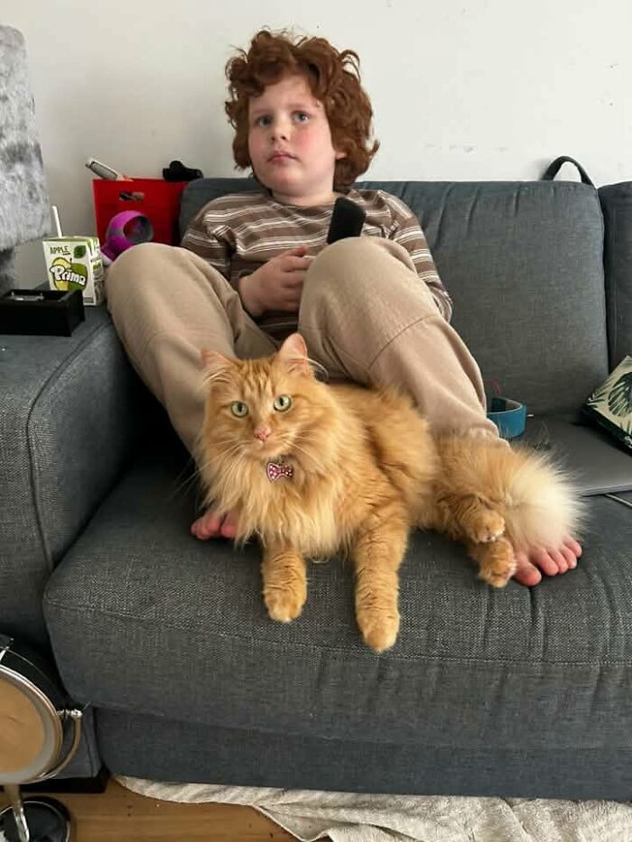 35 Pet Owners Share Their Orange Cats That Could Almost Pass As Their Real Family Members 35 Pet Owners Share Their Orange Cats That Could Almost Pass As Their Real Family Members