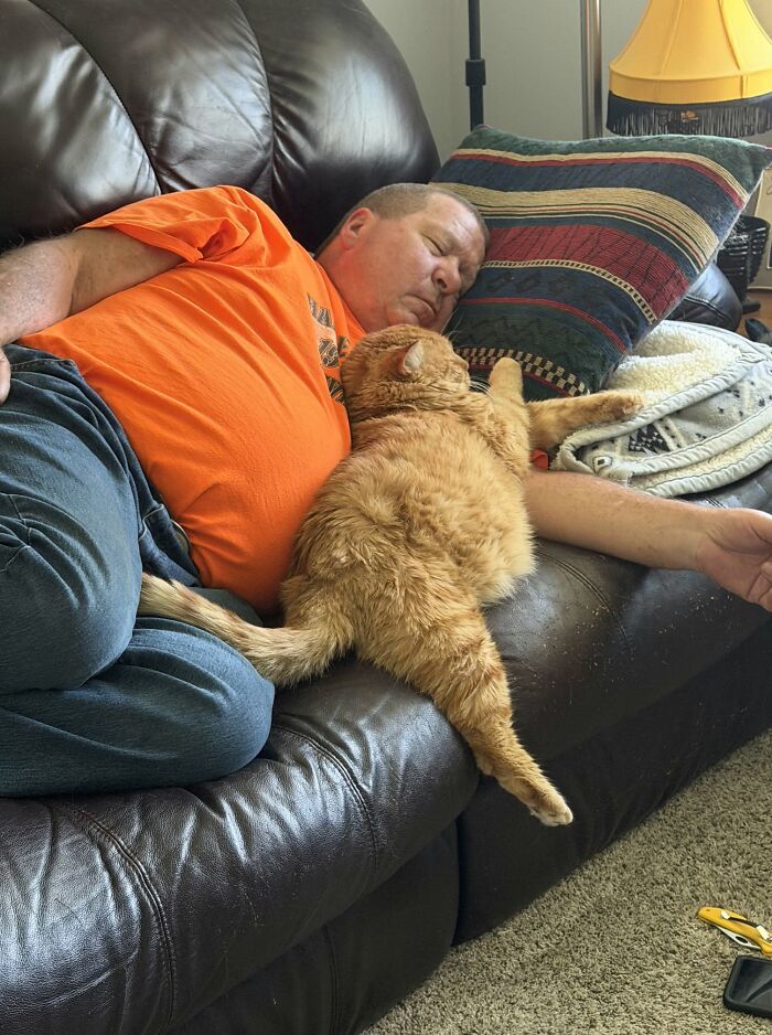 35 Pet Owners Share Their Orange Cats That Could Almost Pass As Their Real Family Members 35 Pet Owners Share Their Orange Cats That Could Almost Pass As Their Real Family Members
