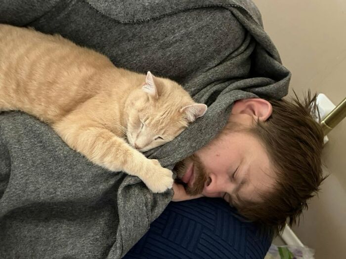 35 Pet Owners Share Their Orange Cats That Could Almost Pass As Their Real Family Members 35 Pet Owners Share Their Orange Cats That Could Almost Pass As Their Real Family Members