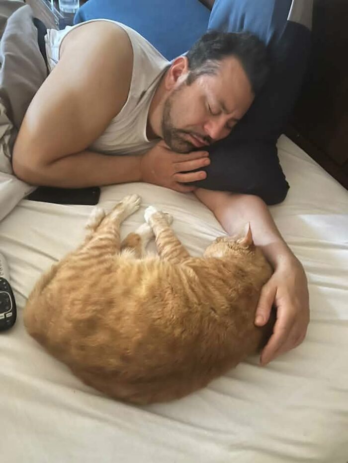 35 Pet Owners Share Their Orange Cats That Could Almost Pass As Their Real Family Members 35 Pet Owners Share Their Orange Cats That Could Almost Pass As Their Real Family Members