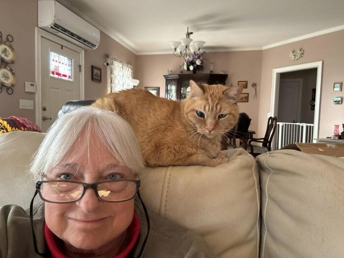 35 Pet Owners Share Their Orange Cats That Could Almost Pass As Their Real Family Members 35 Pet Owners Share Their Orange Cats That Could Almost Pass As Their Real Family Members
