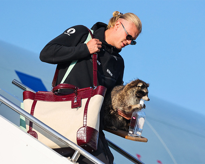 After Erling Haaland Went Viral Arriving In Norway With A Racoon In His Arms, These Memes Stole The Show After Erling Haaland Went Viral Arriving In Norway With A Racoon In His Arms, These Memes Stole The Show